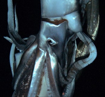 Giant Squid