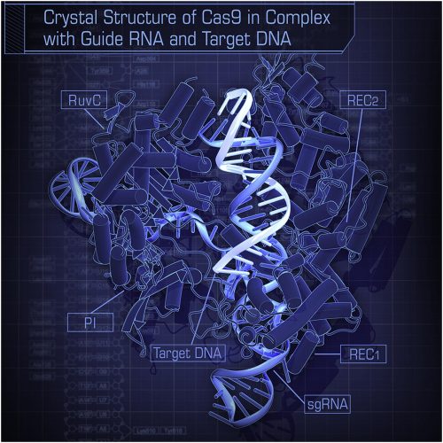 CRISPR: Clustered Regularly Interspaced Short Palindromic Repeats