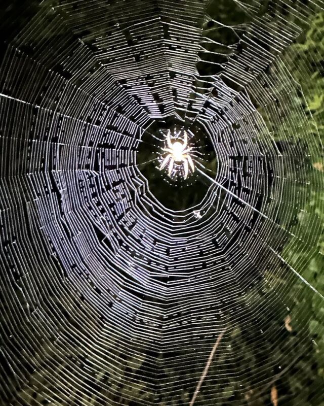 Arachne weaving a story #Arachne #moonspider #spiderweb #weaver #mystical #silkweaving #writing